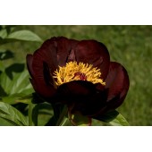 Пион Paeonia Chocolate Soldier